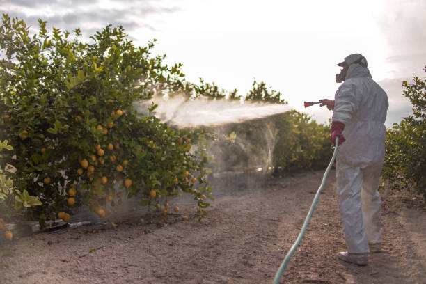 Best Exterminator Services  in Pahrump, NV