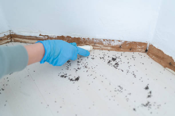 Best Pest Prevention Services  in Pahrump, NV